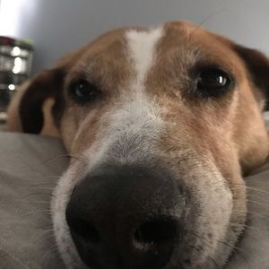 Meet your Posher, Elise